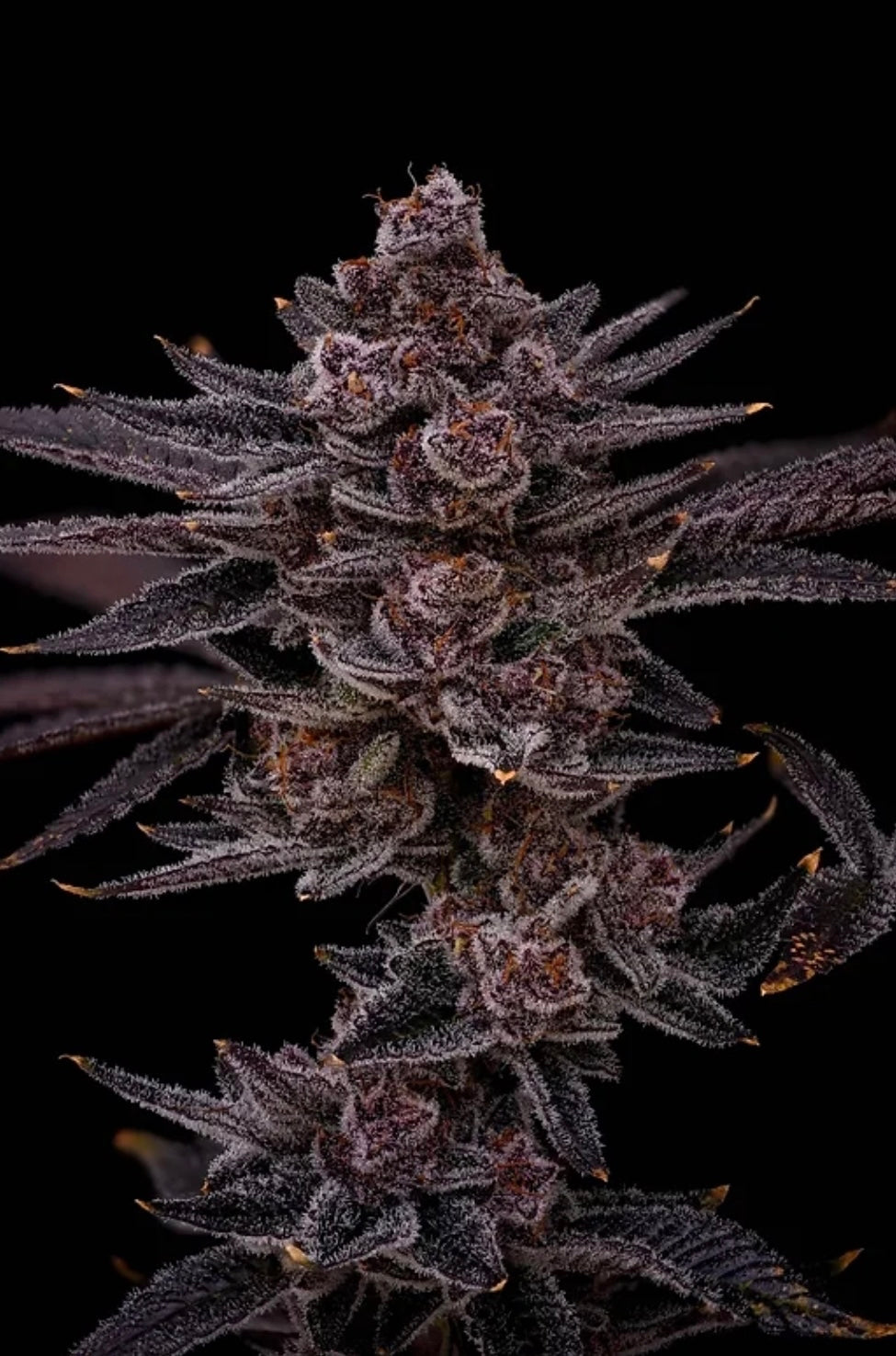 Super Buff Cherry #26