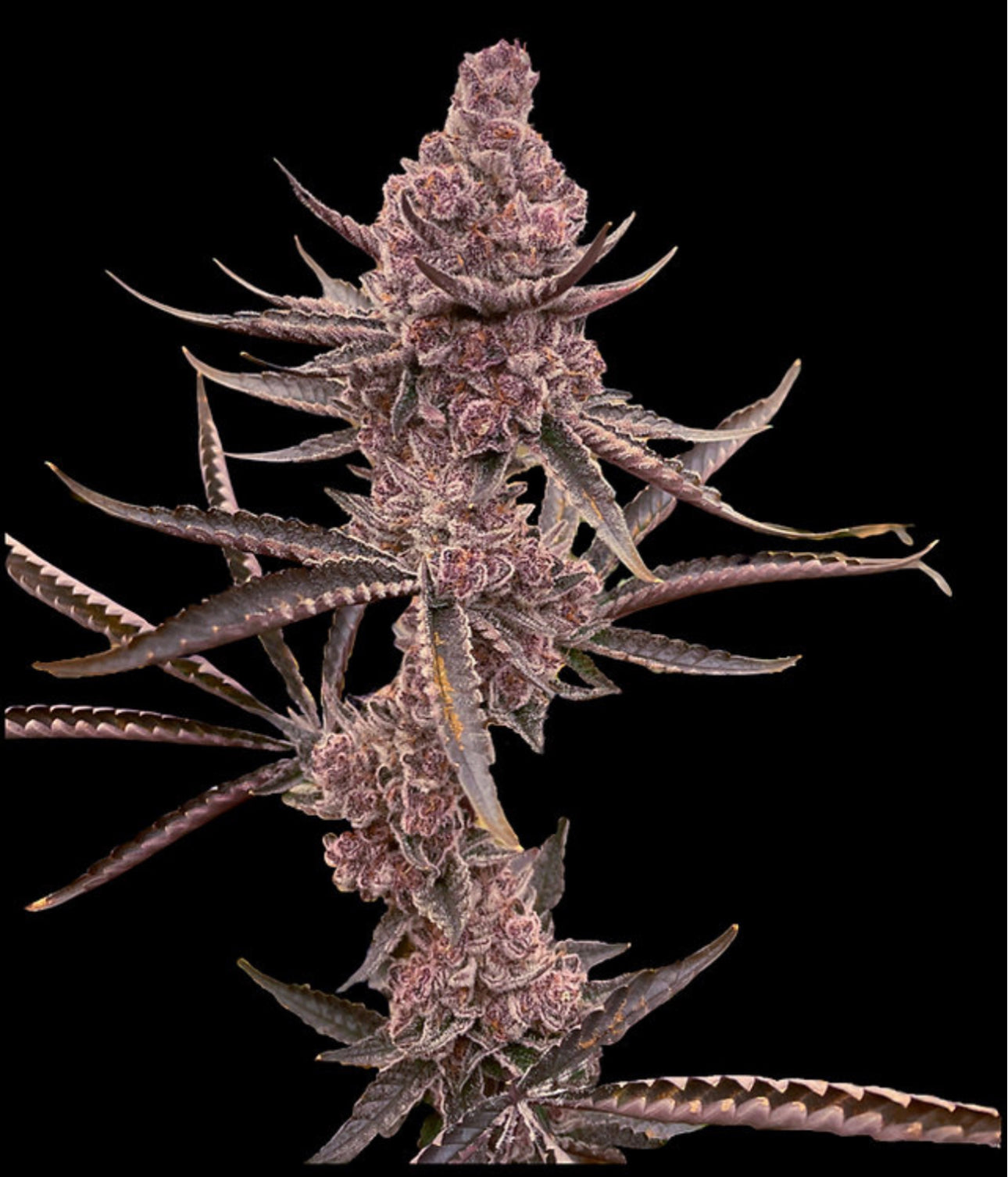 Super Buff Cherry #26