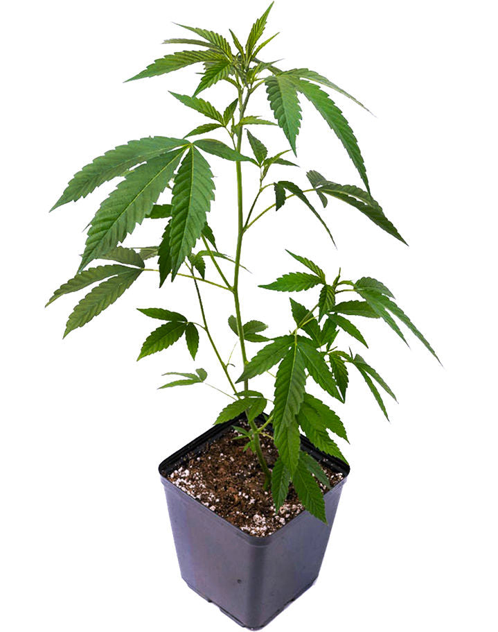 Amherst Sour Diesel (Teen)