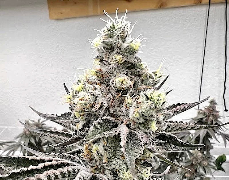 Pave (Raw Genetics)