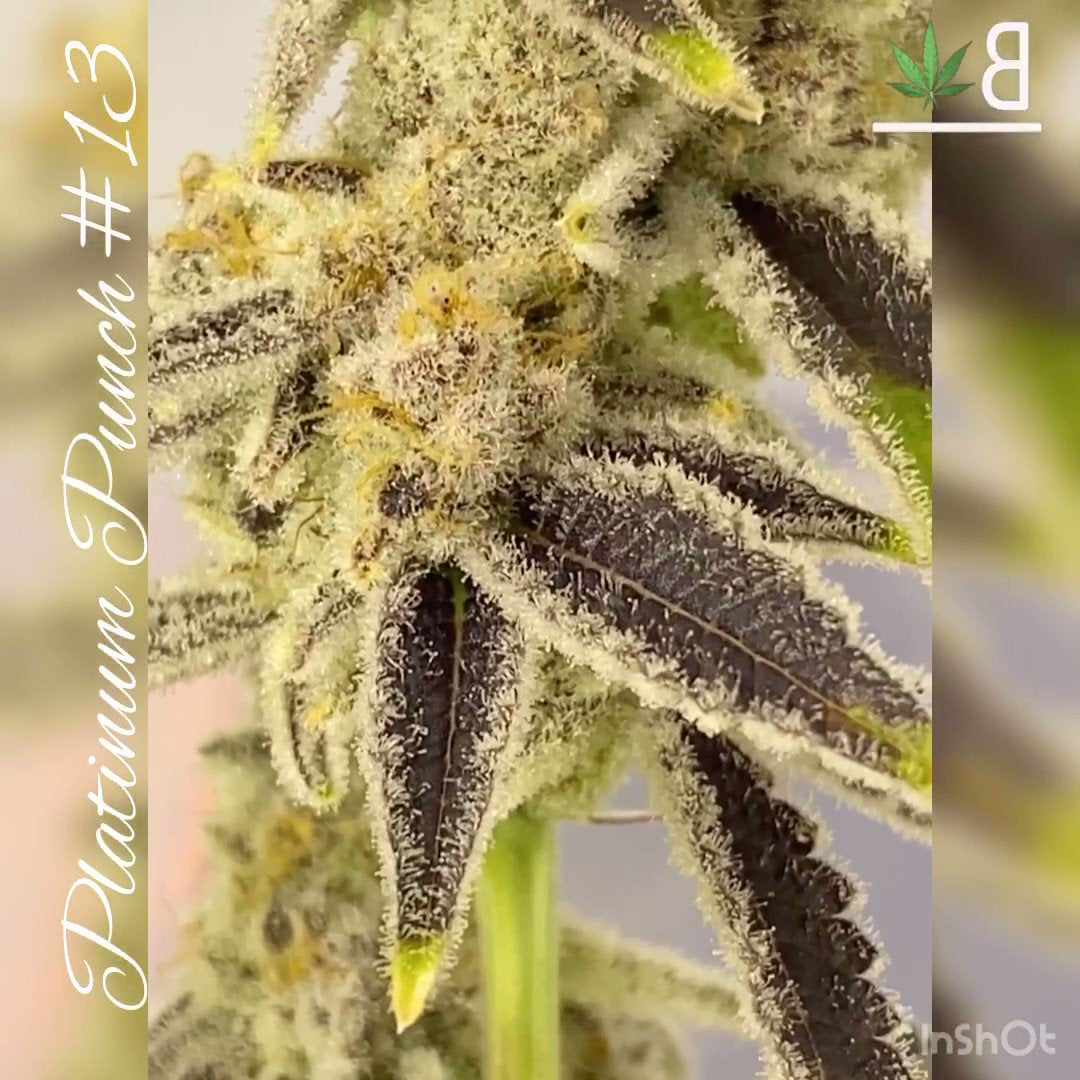 Platinum Punch #13