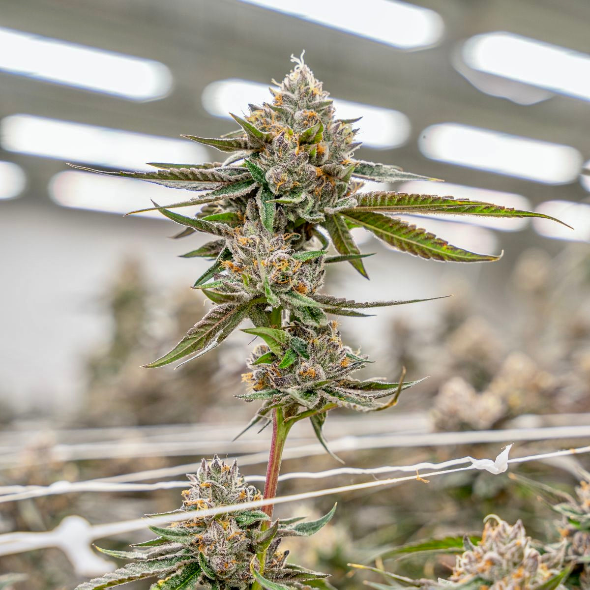 Lemon Cherry Gelato (Backpack Boyz)