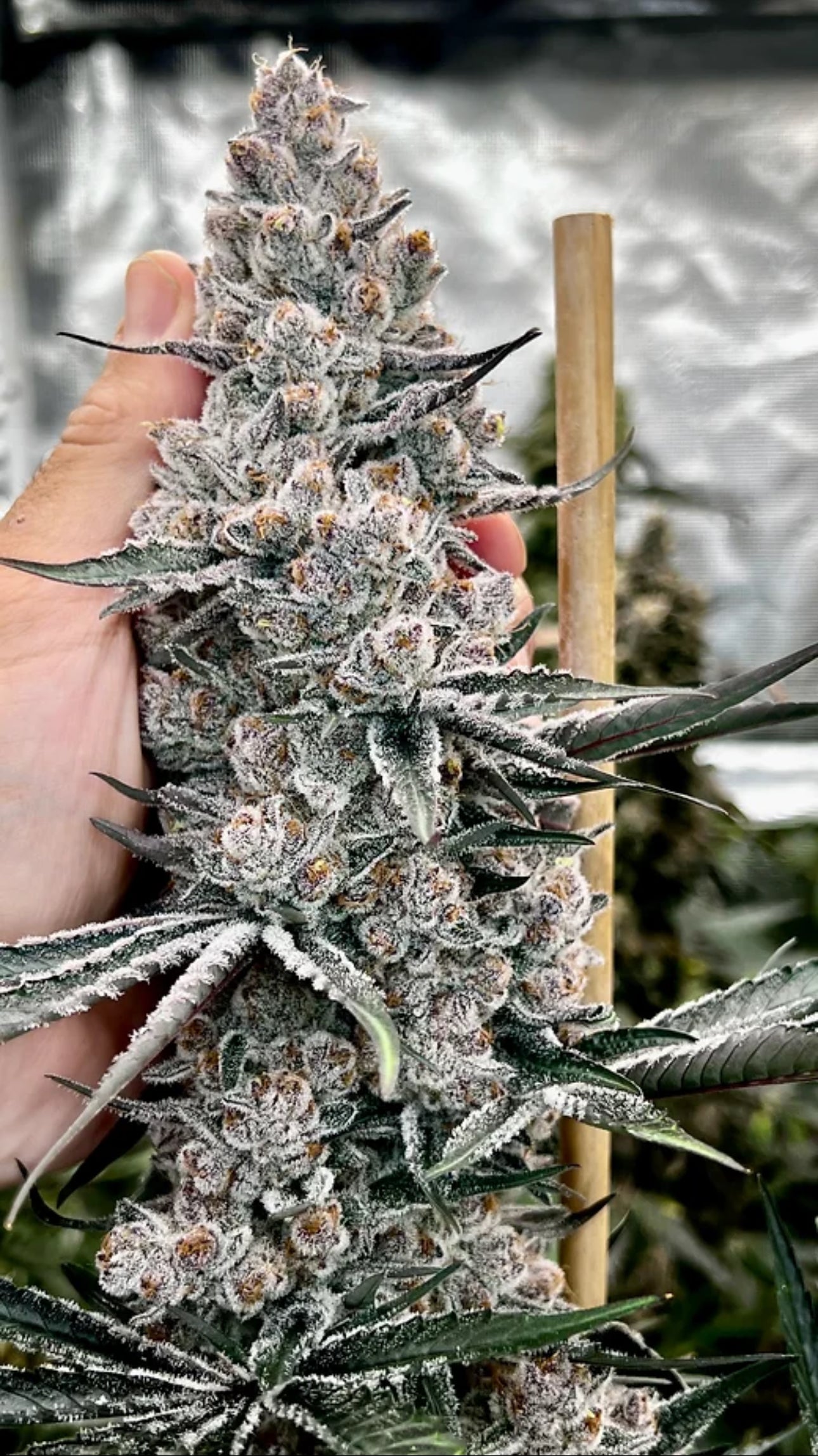 Subzero #12 - GMSL Cut