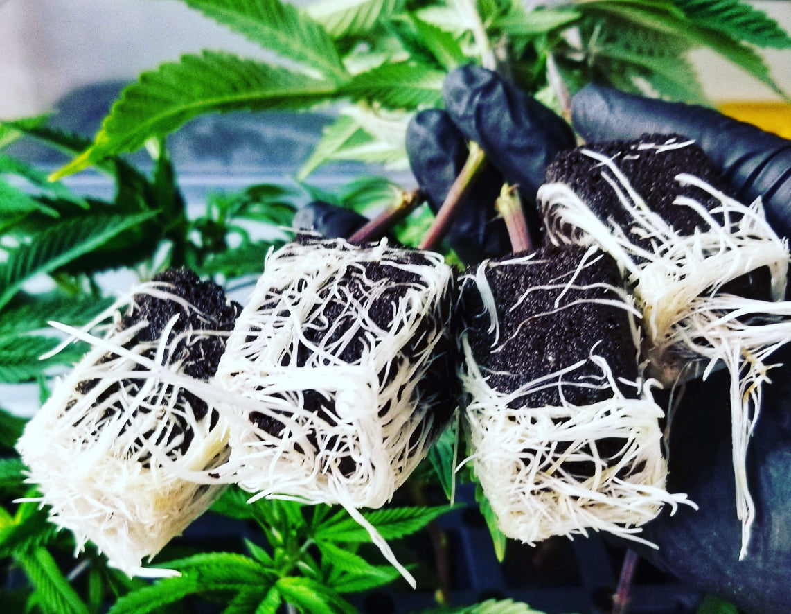 Truffle Treats #9