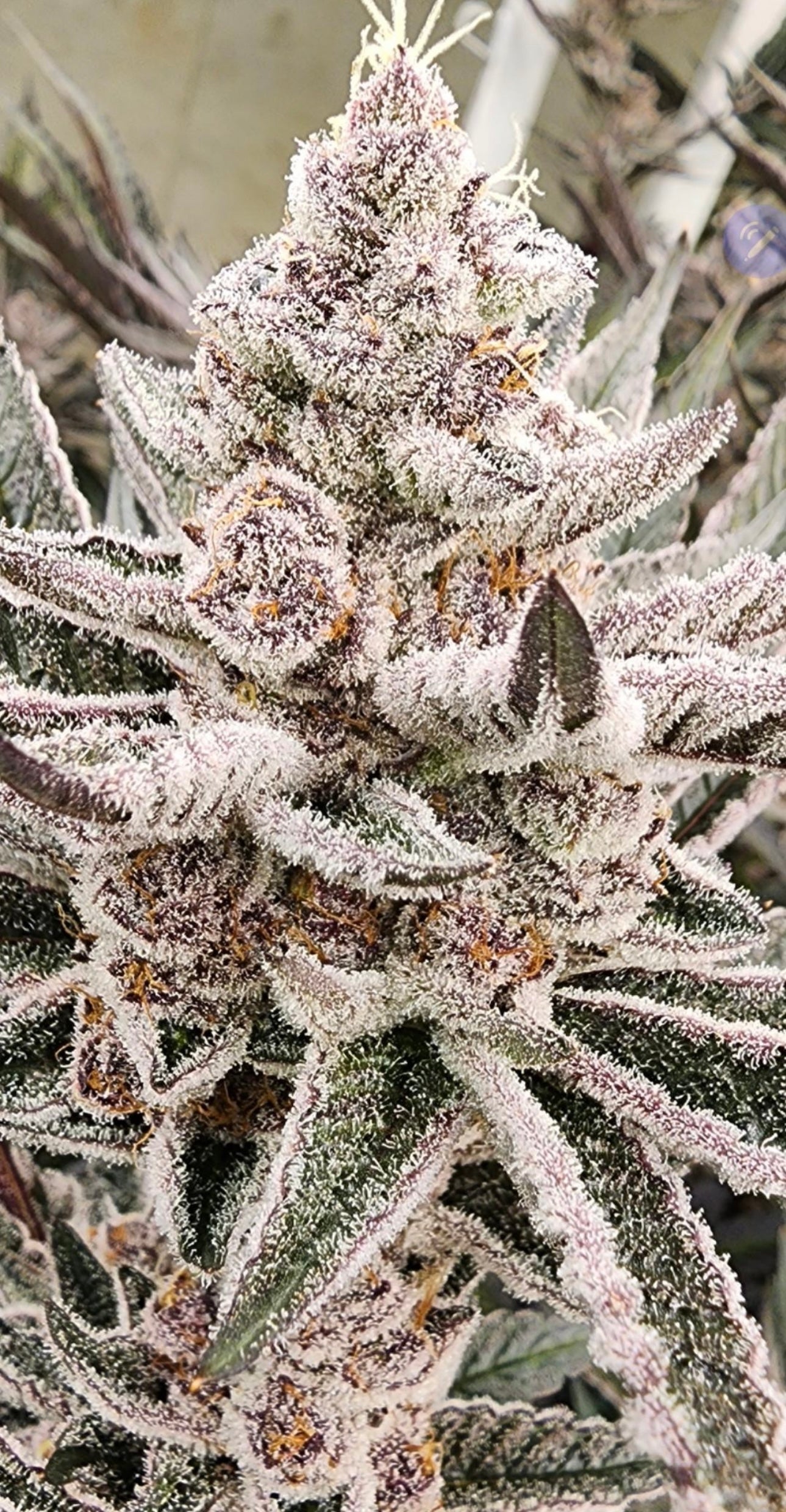 Super Buff Cherry #26