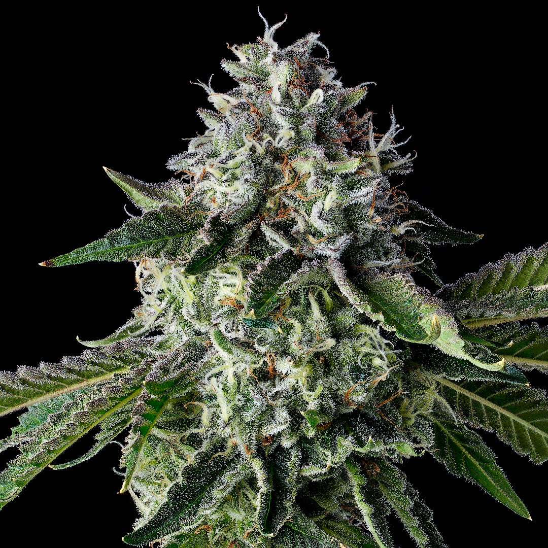 Zlushiez #7 (RAW Genetics)