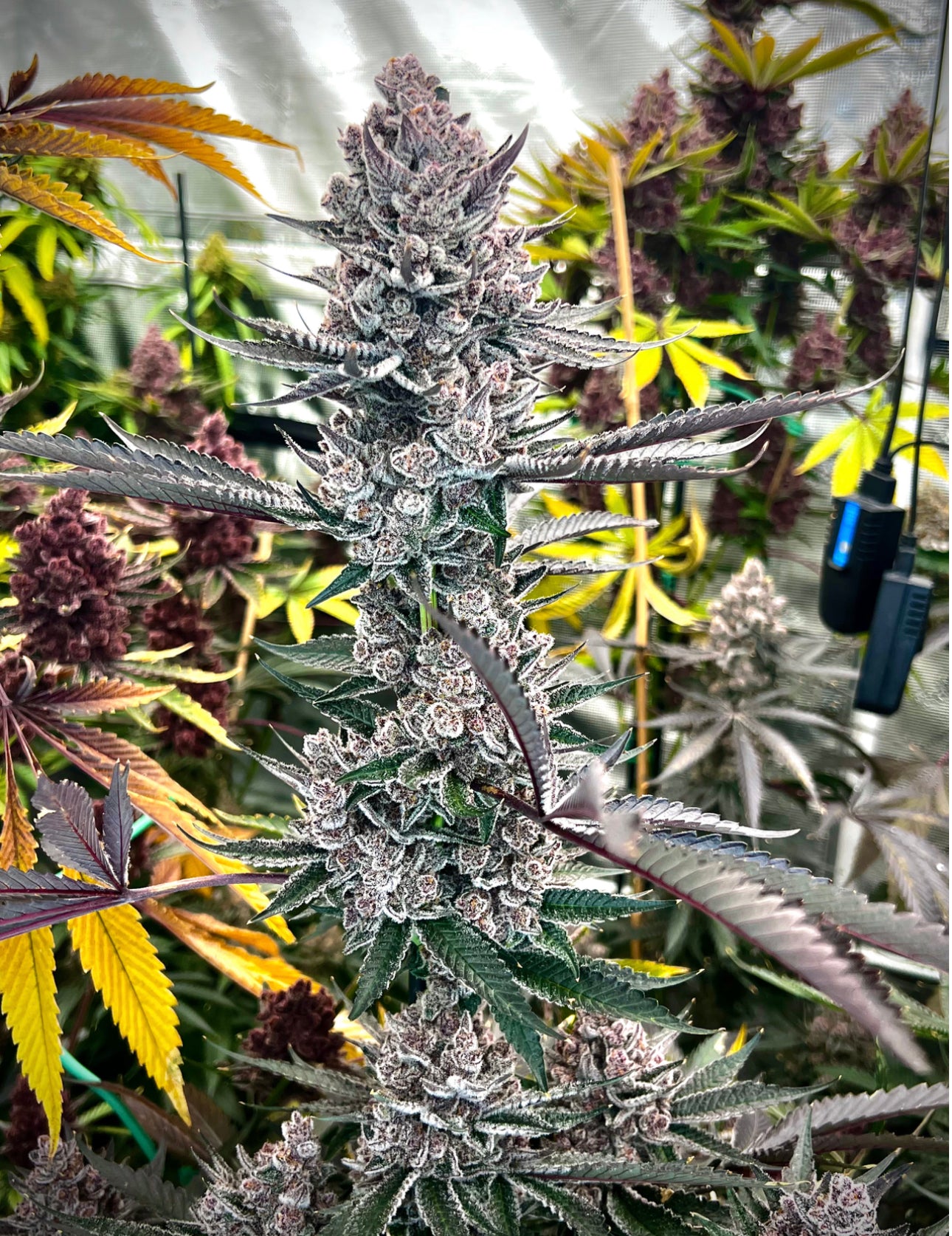 Super Buff Cherry #26