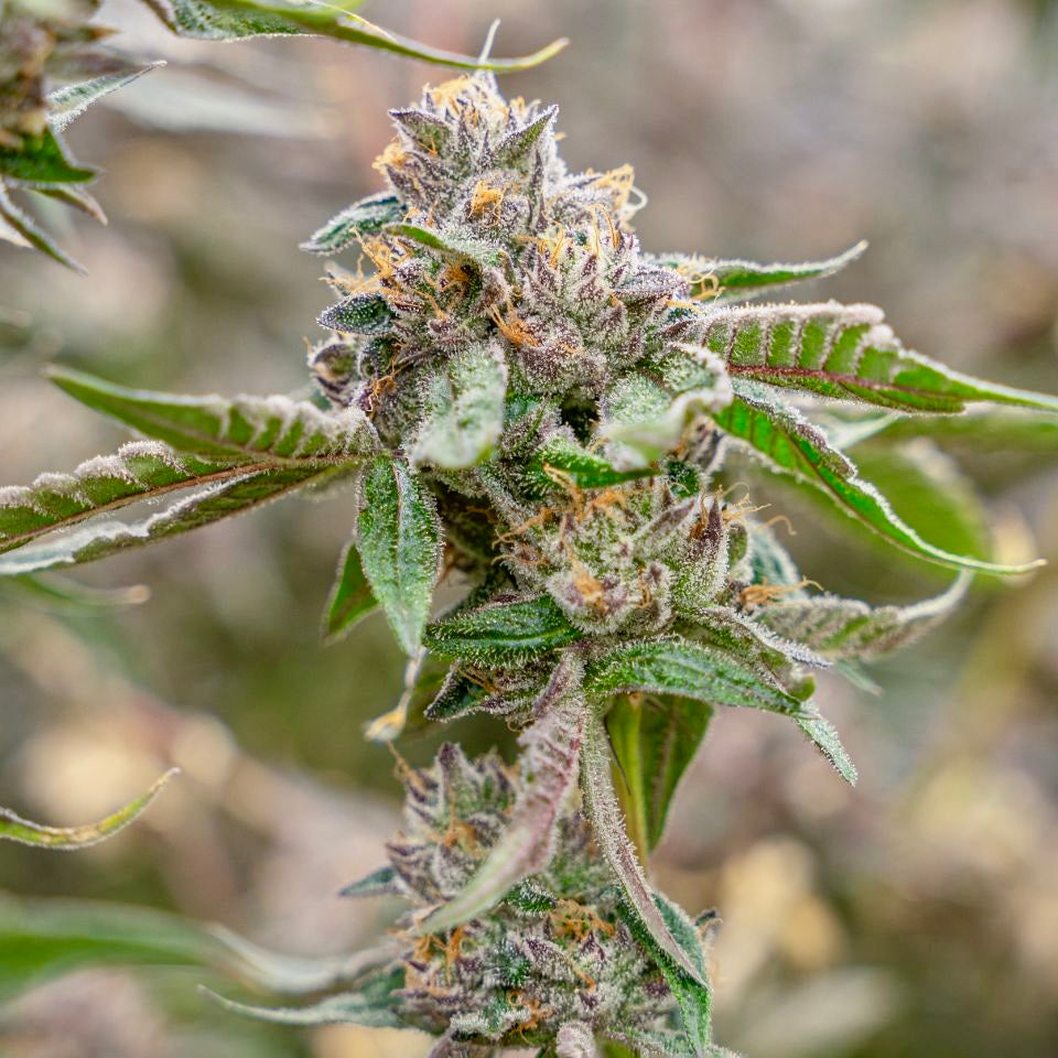 Lemon Cherry Gelato (Backpack Boyz)