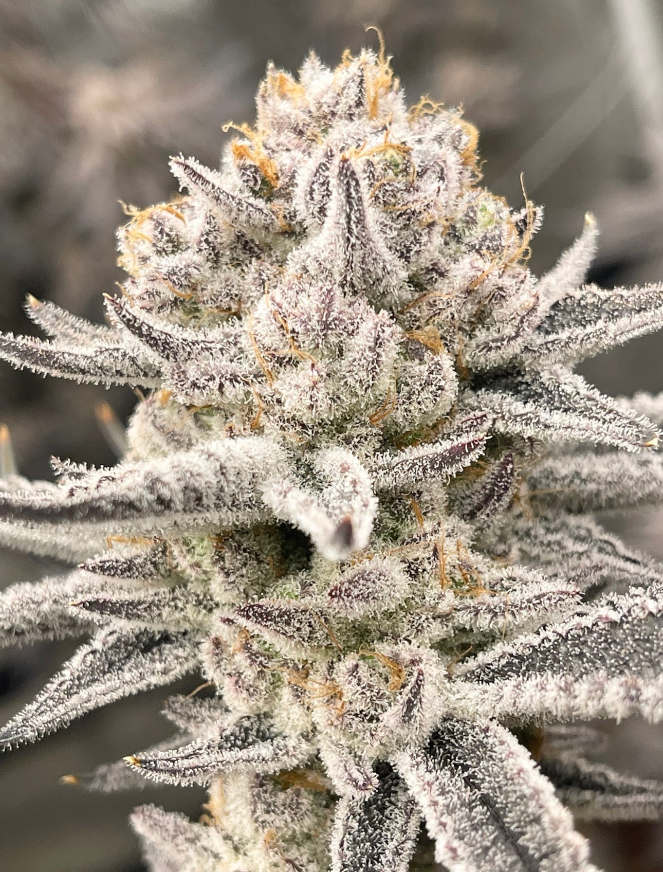 Truffaloha #2