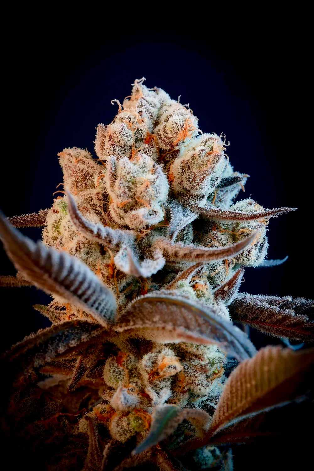 Chimera #2 (Beleaf)