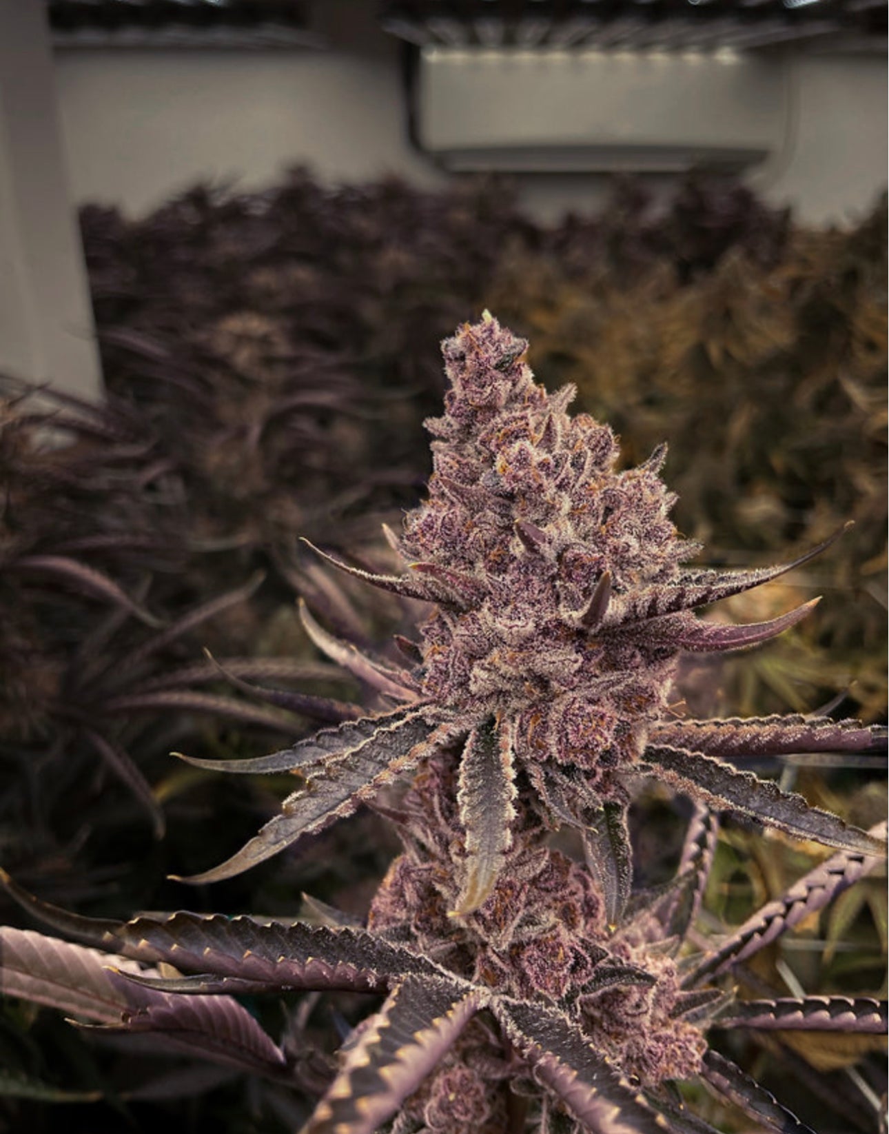 Super Buff Cherry #26