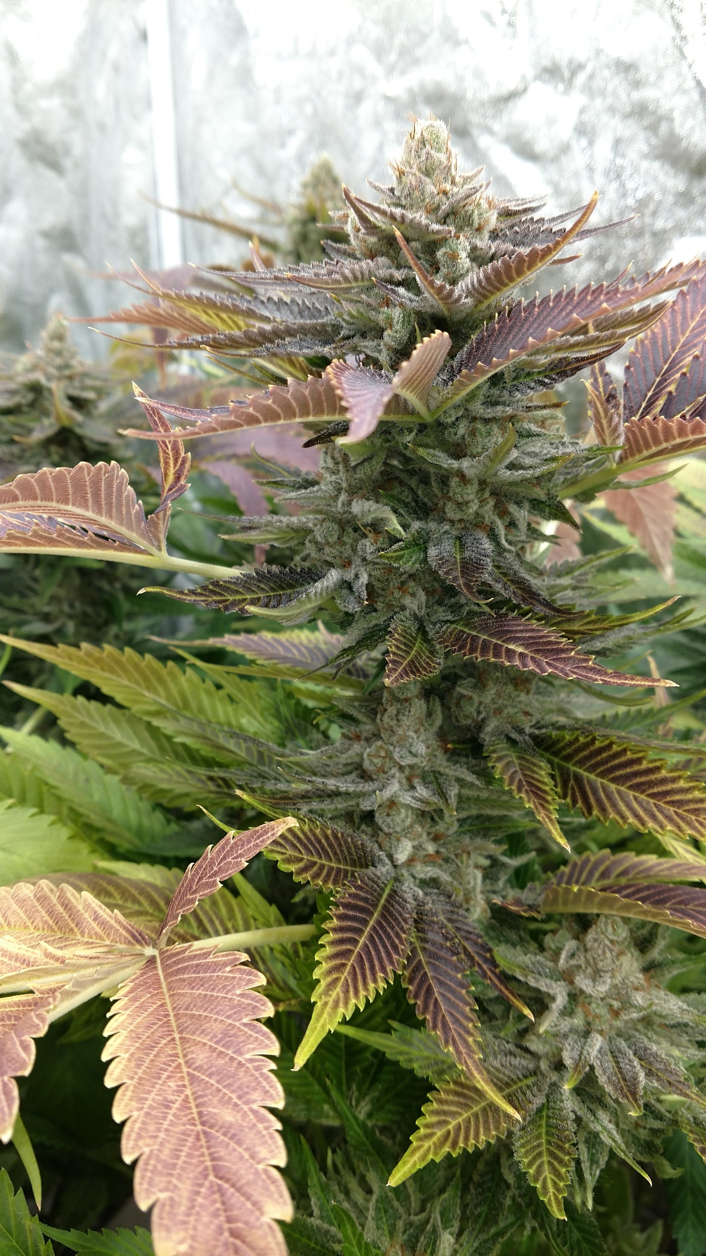 Black Raspberry (Teen)