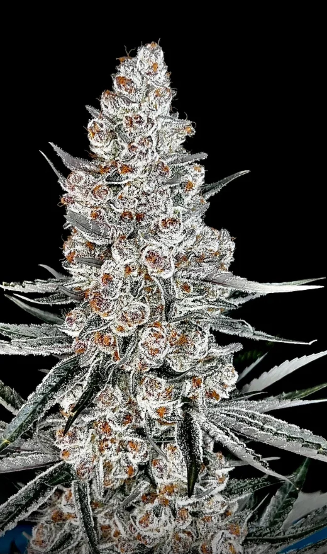 Subzero #12 - GMSL Cut