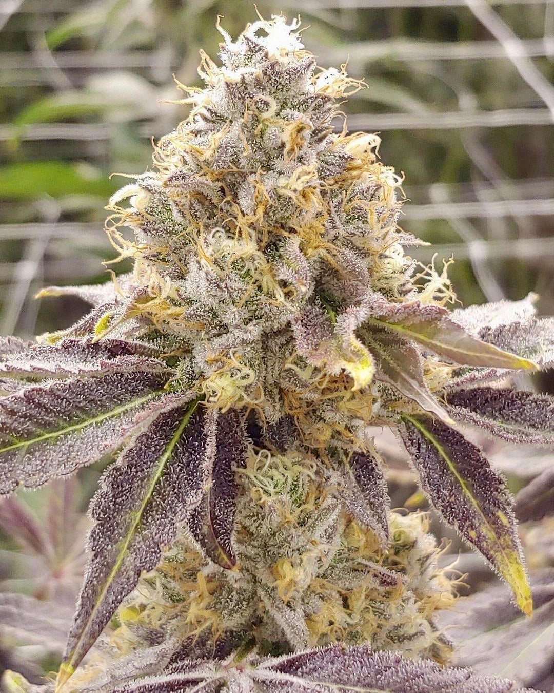 Zlushiez #7 (RAW Genetics)
