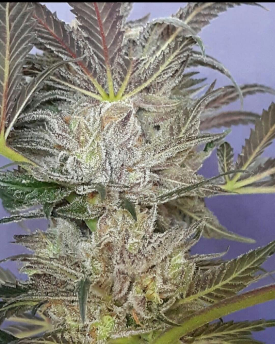 Black Raspberry (Teen)