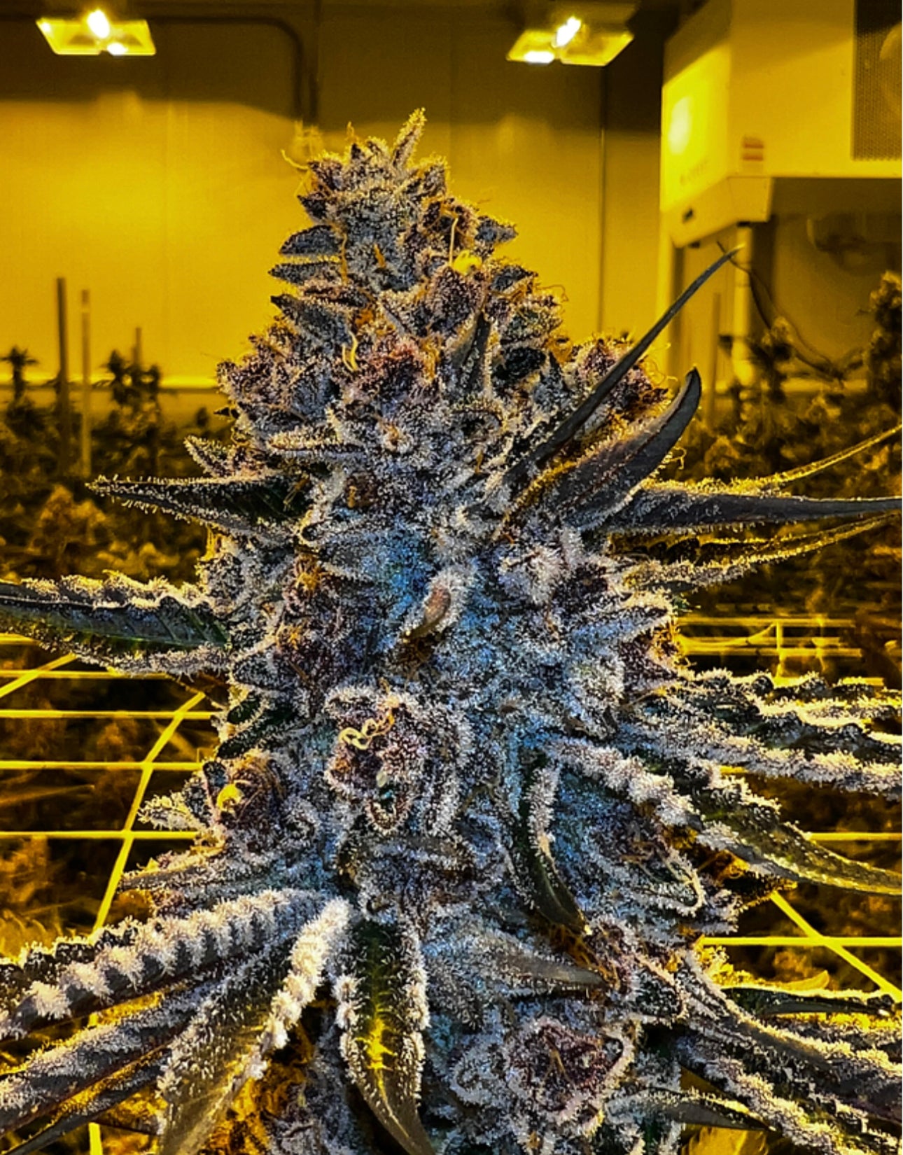 Super Buff Cherry #26