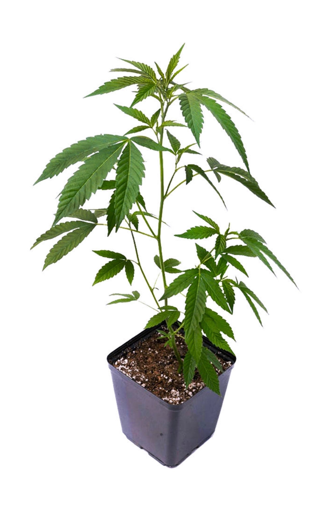 Ice Cream Man #5 (Teen)