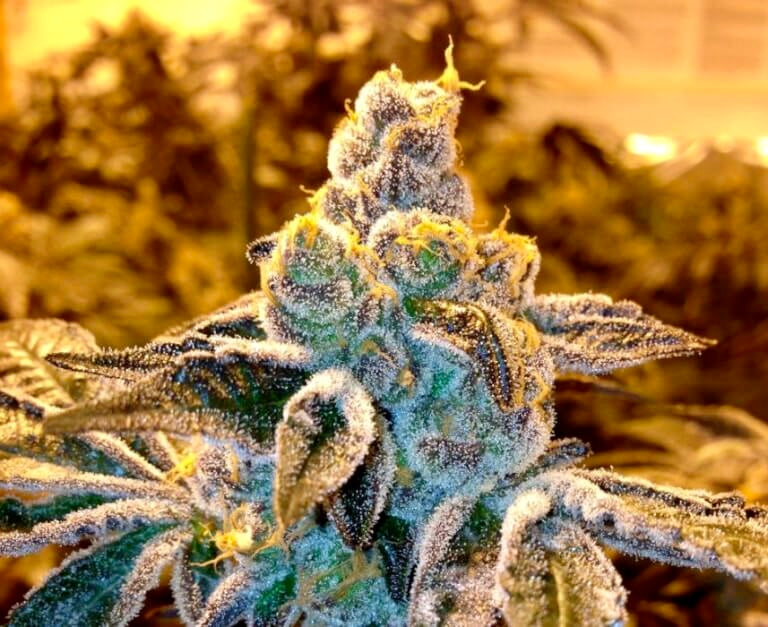Candyland