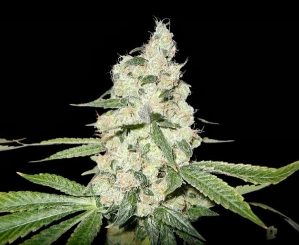 AJ’s Sour Diesel