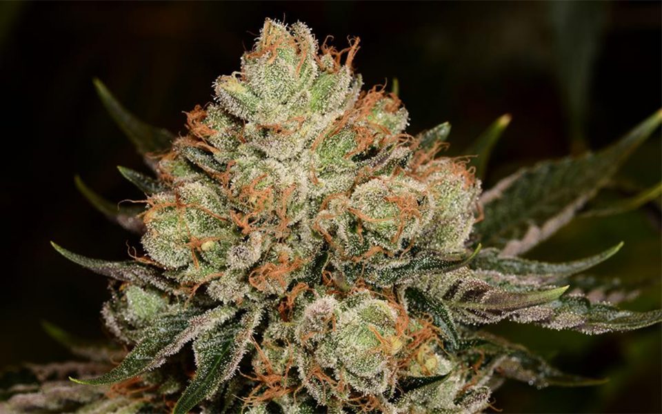 Alien OG (Teen)