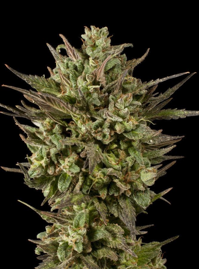 Blackberry Fire (Teen)
