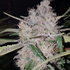 Blood Orange Tangie (Teen)
