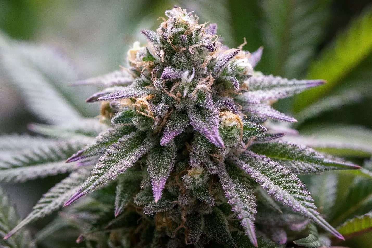 Blueberry Muffin (Teen)