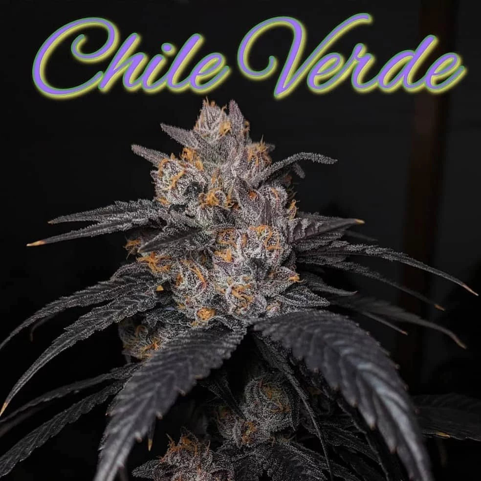 Chile Verde (Teen)