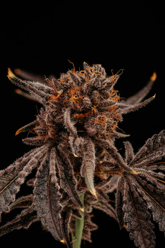 Cookies & Cream (Teen)