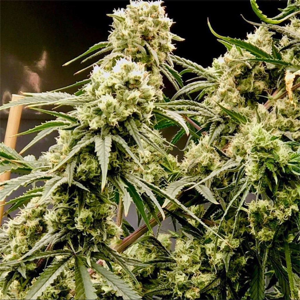 Critical Plus (Teen)