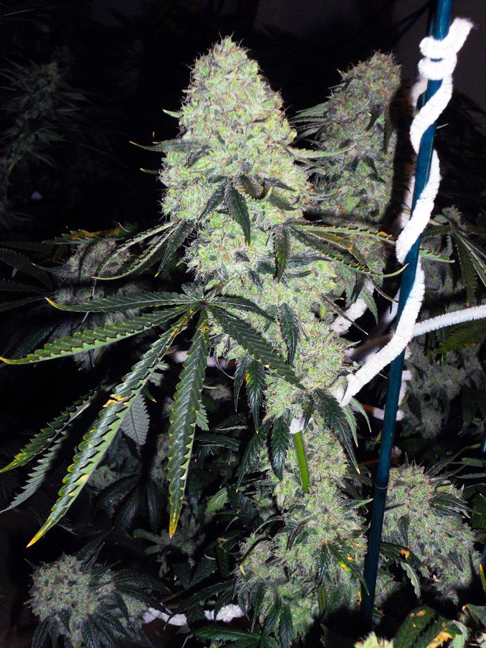 Deadhead OG (Teen)