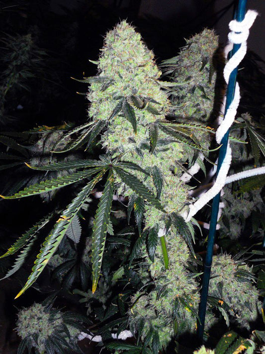 Deadhead OG (Teen)