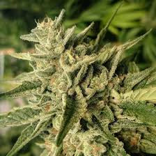 Divina Obscura CBD (Teen)