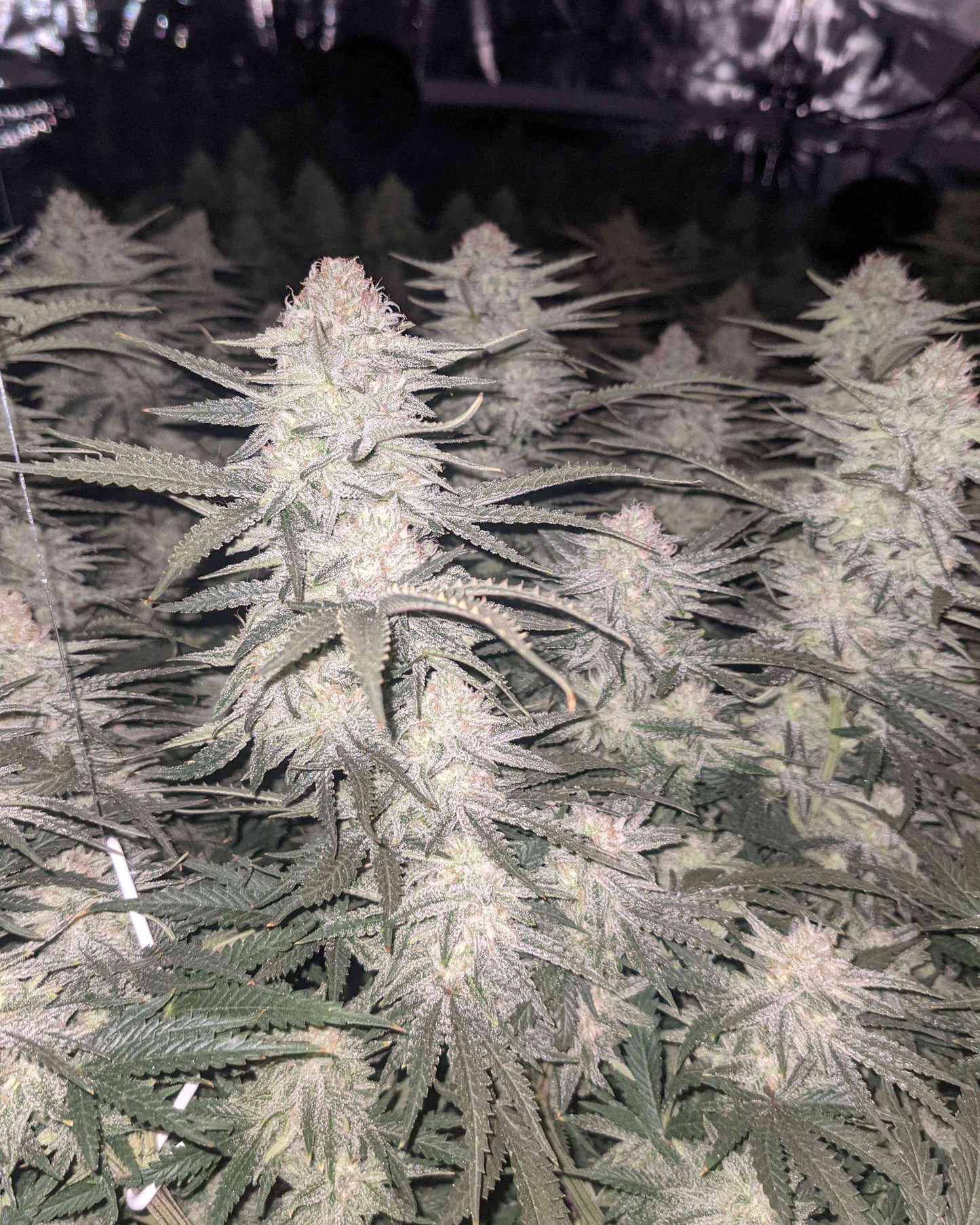 Franco’s Lemon Cheese (Teen)