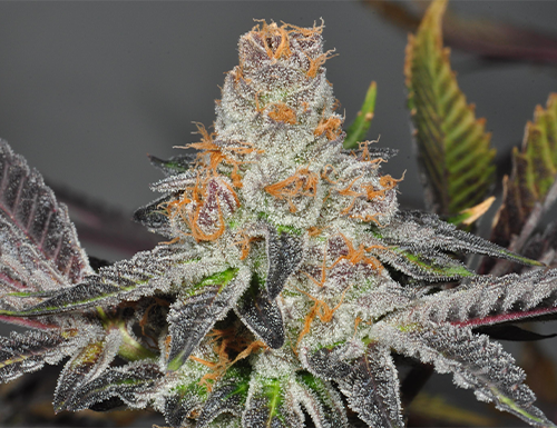 Forum Cut Girl Scout Cookies (Teen)