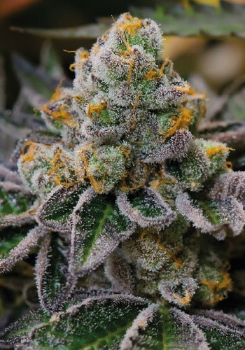 Forum Cut Girl Scout Cookies (Teen)