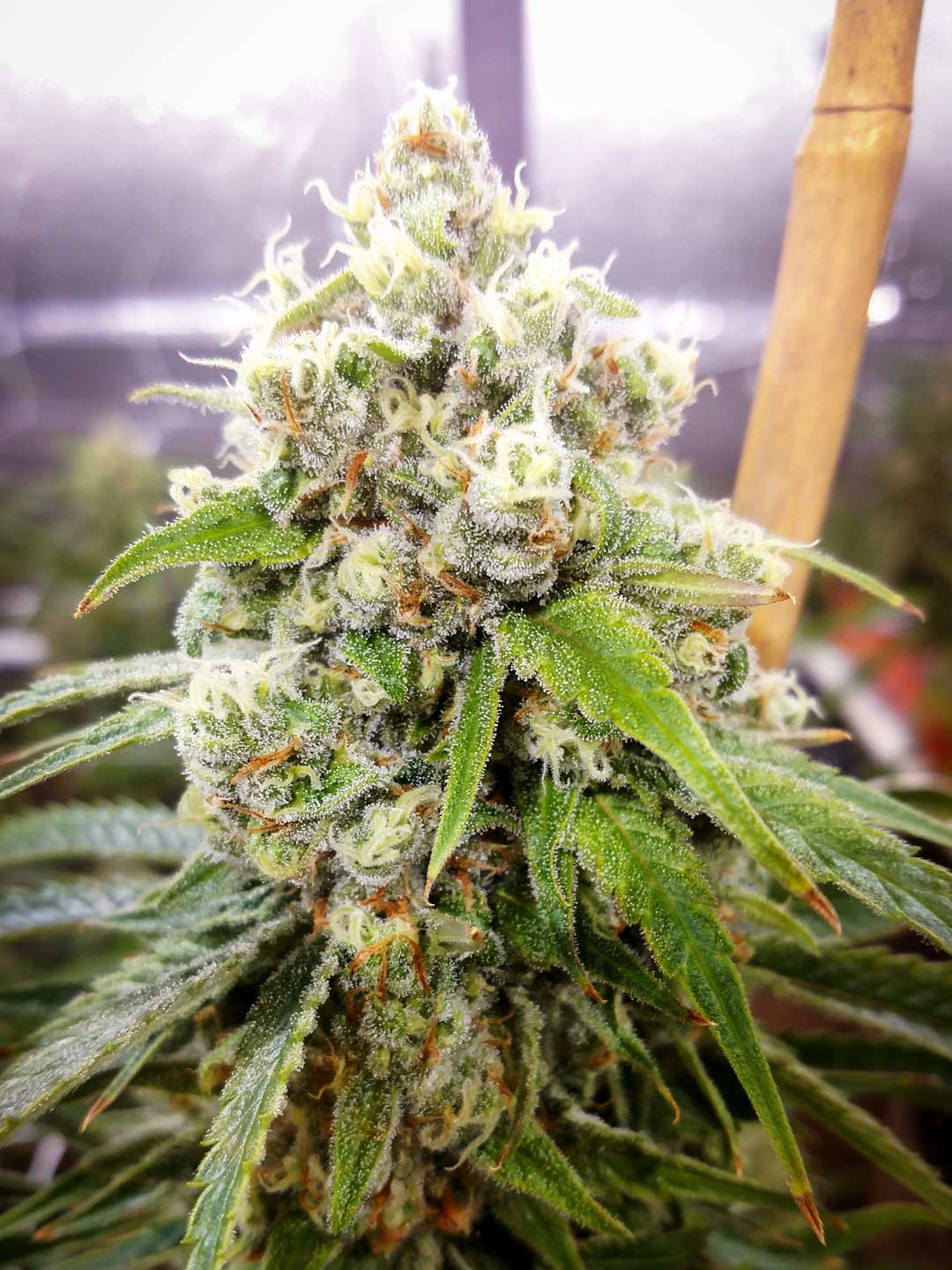 Jack Herer (Teen)