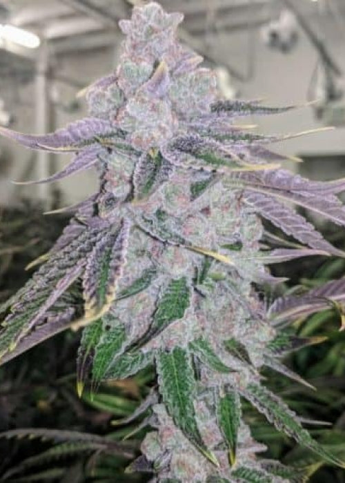 Ogee Crasher (Teen) - SeedJunky