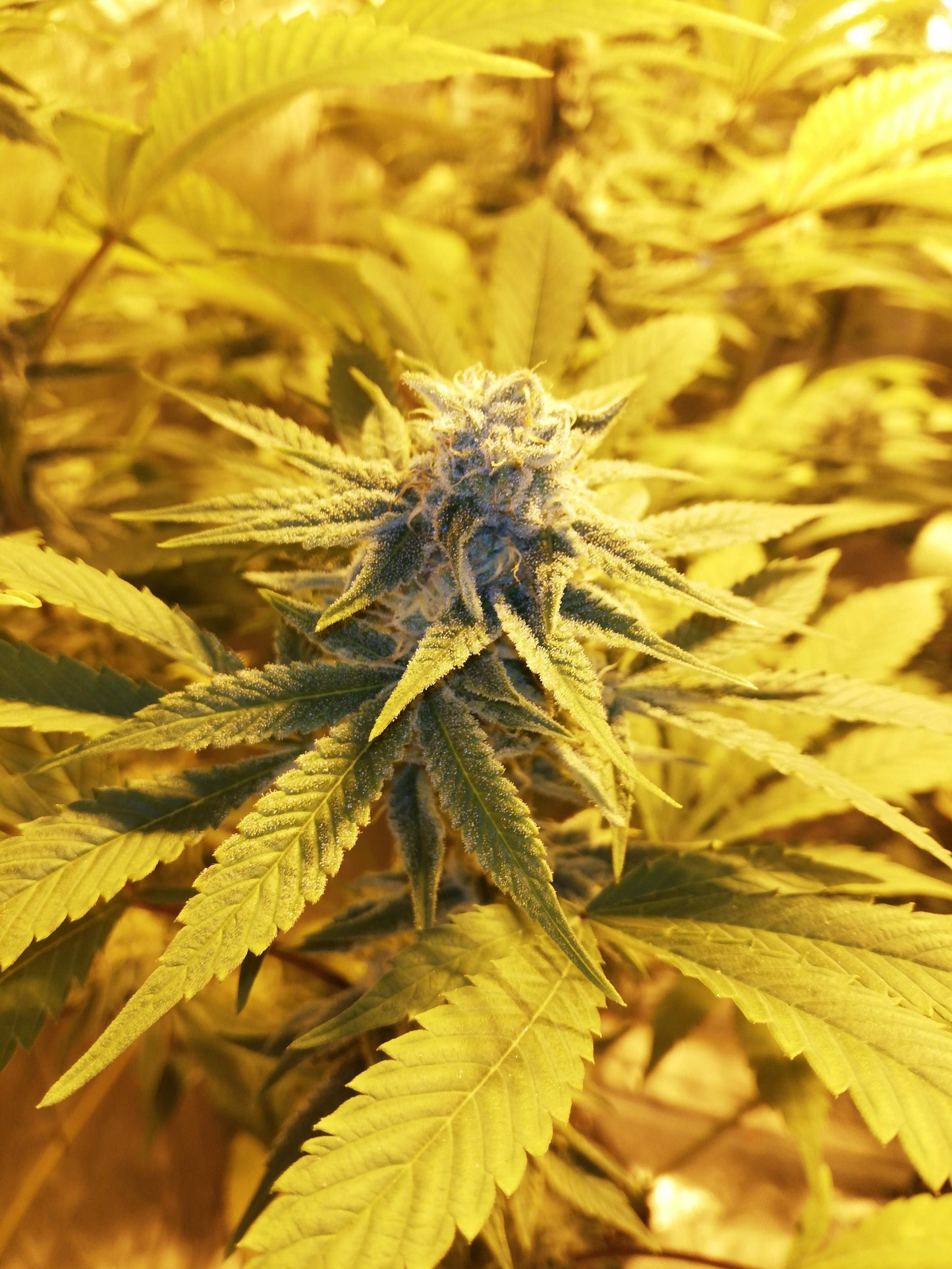 Papaya Punch (Teen)
