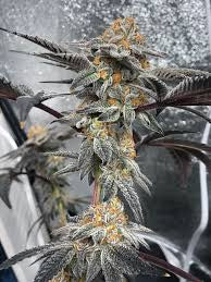 Peanut Butter Breath (Teen)