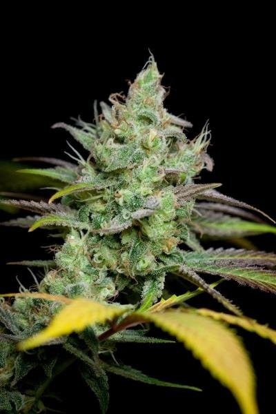 Pennywise - CBD (Teen)