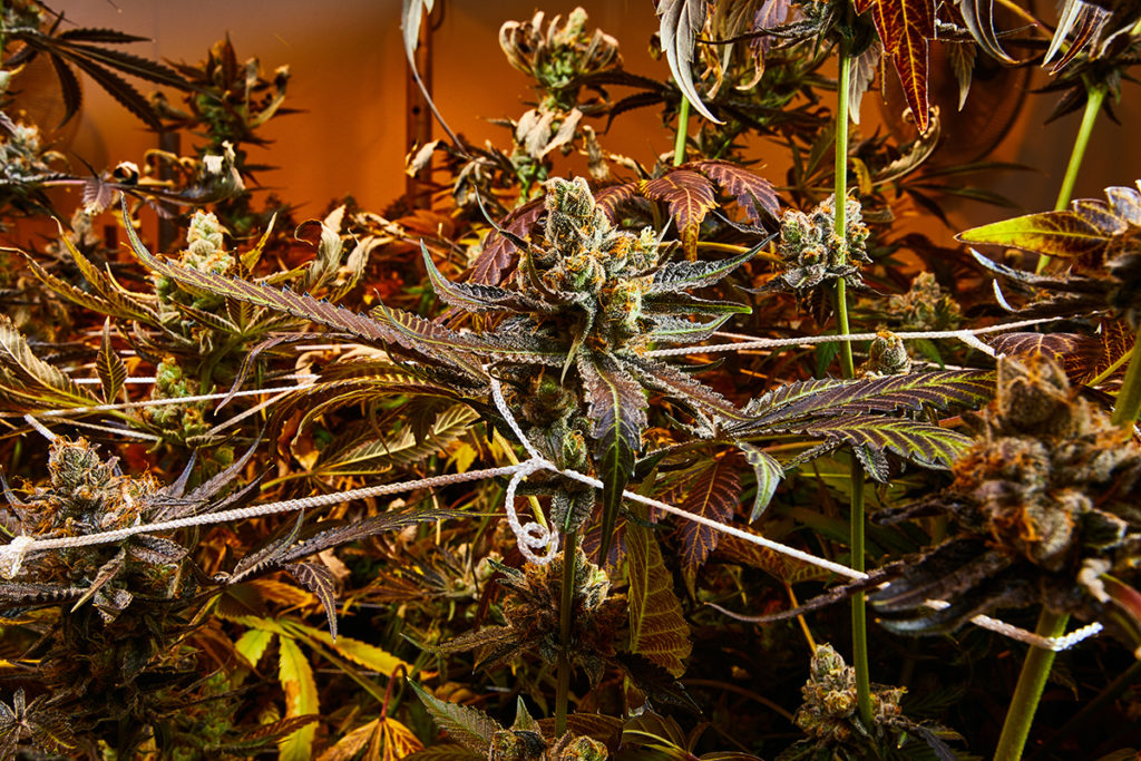 Purple Apricot (Teen)