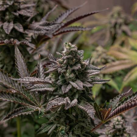 Runtz of Eden (Teen)