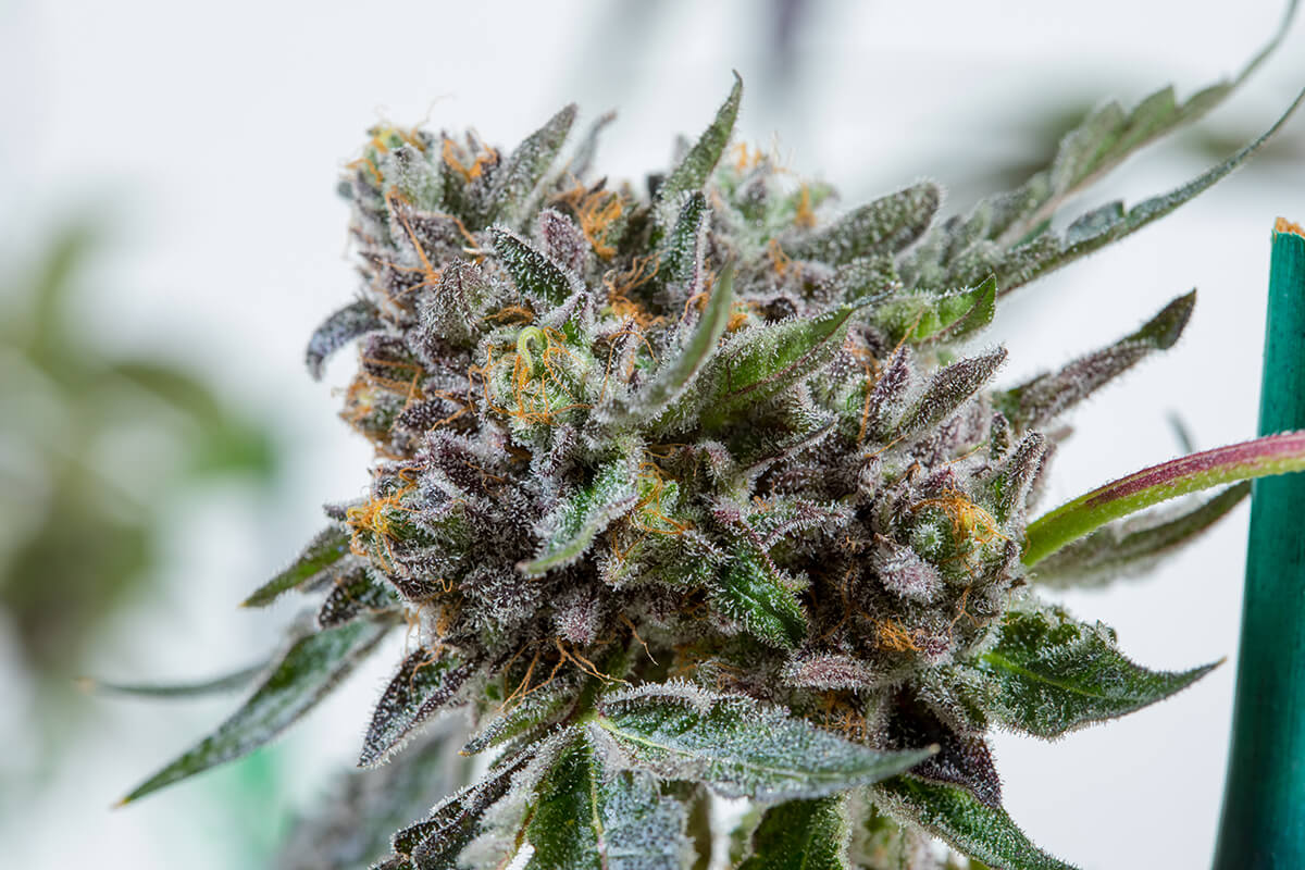 Sunset Sherbet (Teen)