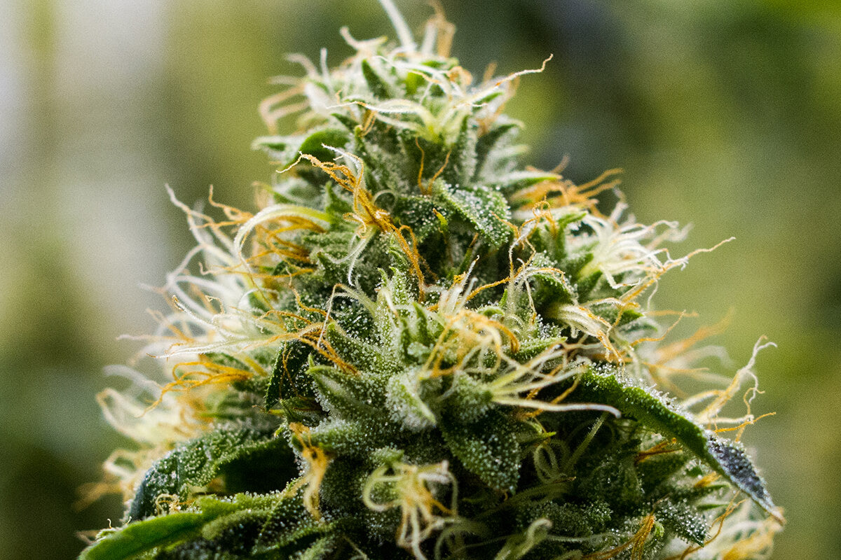 Skywalker OG (Teen)