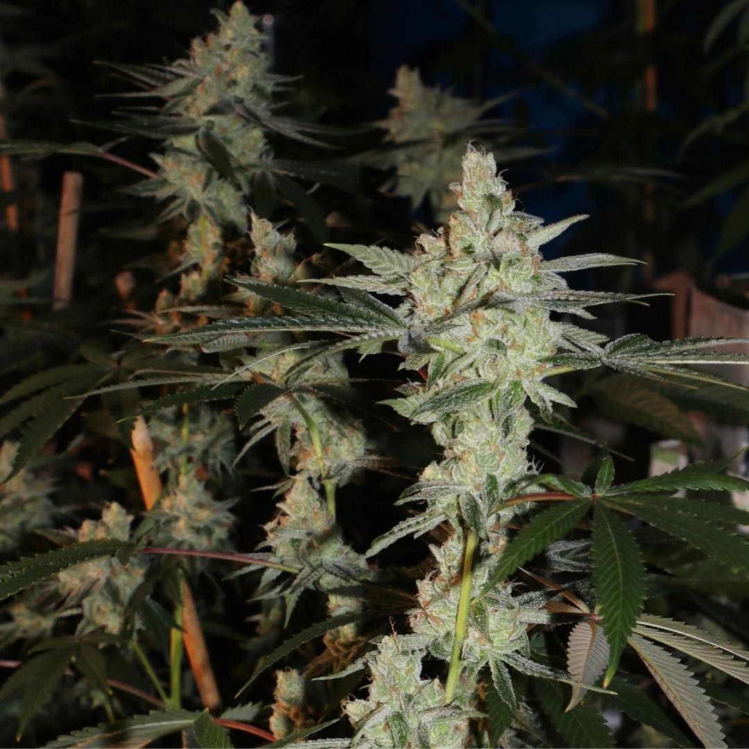 Citrus Sap (Teen)