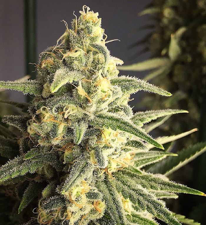 Citrus Sap (Teen)