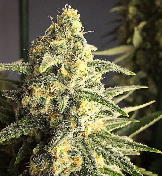 Citrus Sap (Teen)