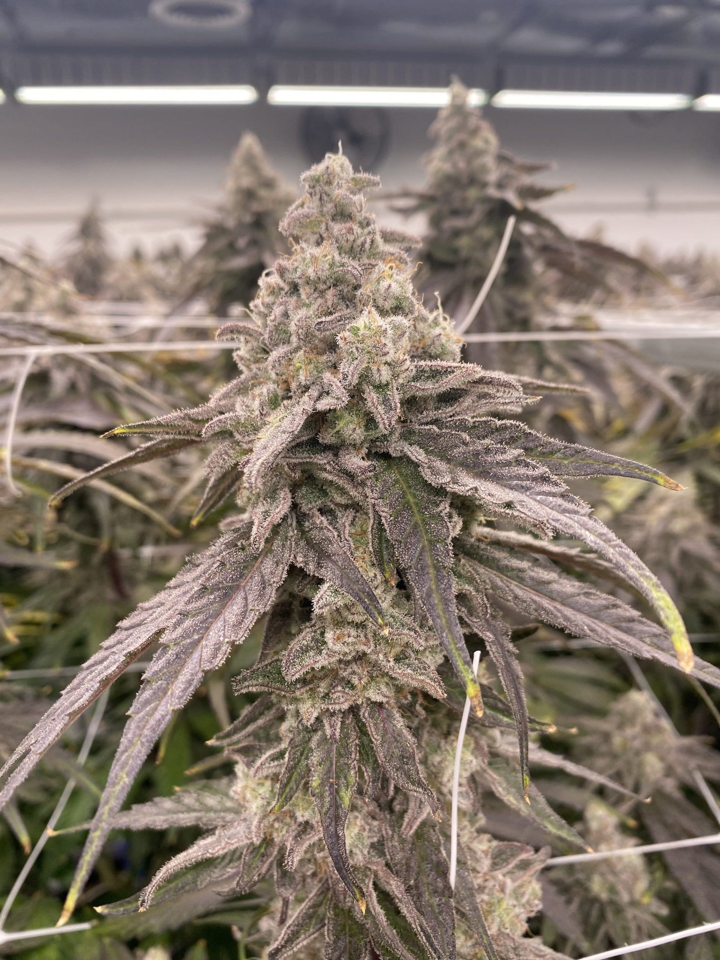 MAC 1 (Cap’s Cut)