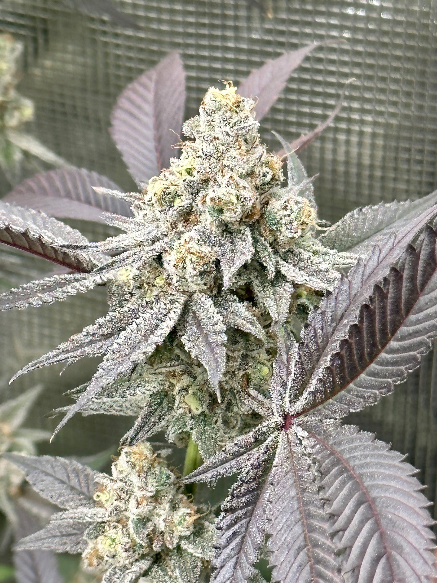 Dante’s Inferno - Black Velvet